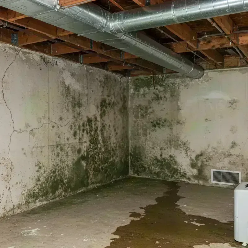 Professional Mold Removal in Cheat Lake, WV